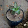 Aloe Jucunda Succulent Plant 2 Aloe Jucunda Succulent Plant -Cute Farms Shop aloe jucunda 1