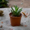 Aloe Juvenna Succulent Plant 4 Aloe Juvenna Succulent Plant -Cute Farms Shop aloe juvena 1