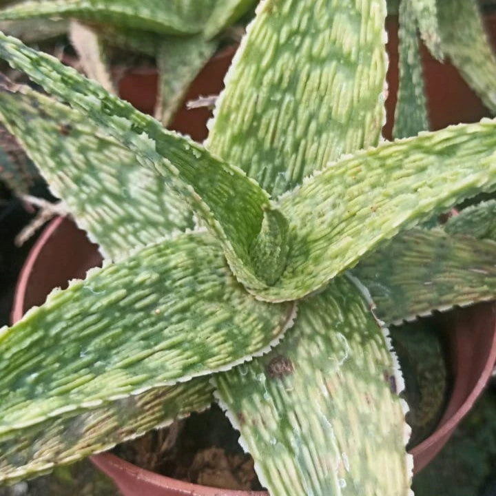 Aloe Silver Ridge Succulent Plant 1 Aloe Silver Ridge Succulent Plant