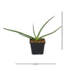 Aloe Vera Succulent Plant -Cute Farms Shop aloevera 1 ed476c63 68e0 46d5 bb4b 09644eb5fd8a