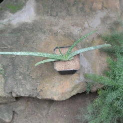 Aloe Vera Succulent Plant -Cute Farms Shop aloevera 4