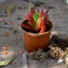 Crassula Capitella Campfire Succulent Plant 4 Crassula Capitella Campfire Succulent Plant -Cute Farms Shop campfire 2