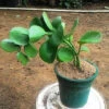 Cissus Rotundifolia Succulent Plant -Cute Farms Shop cissus rotundifolia