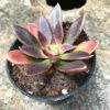 Echeveria Affinis Black Knight Succulent Plant -Cute Farms Shop echeveriablackknight 2