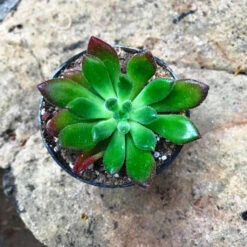 Echeveria Doris Taylor Succulent Plant -Cute Farms Shop echeveriadoristaylor 1