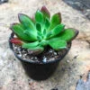 Echeveria Doris Taylor Succulent Plant -Cute Farms Shop echeveriadoristaylor 3