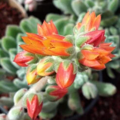 Echeveria Doris Taylor Succulent Plant -Cute Farms Shop echeveriadoristaylor 4