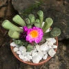 Frithia Pulchra Succulent Plant 2 Frithia Pulchra Succulent Plant -Cute Farms Shop frithiapulchra 1