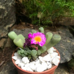 Frithia Pulchra Succulent Plant 6 Frithia Pulchra Succulent Plant -Cute Farms Shop frithiapulchra 3