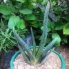 Gasteria Pulchra Succulent Plant 9 Gasteria Pulchra Succulent Plant -Cute Farms Shop gasteria pulchra