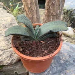 Gasteria Armstrongii Succulent Plant -Cute Farms Shop gasteriaarmstrongii 1