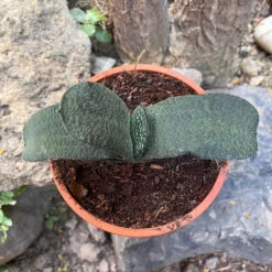 Gasteria Armstrongii Succulent Plant -Cute Farms Shop gasteriaarmstrongii 2