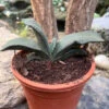 Gasteria Armstrongii Succulent Plant 6 Gasteria Armstrongii Succulent Plant -Cute Farms Shop gasteriaarmstrongii 3