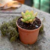 Graptosedum Cesar Succulent Plant -Cute Farms Shop graptosedum Cesar 1