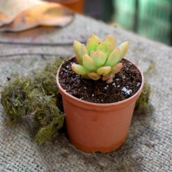 Graptosedum Cesar Succulent Plant