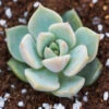 Graptoveria Titubans Succulent Plant -Cute Farms Shop graptoveria titubans