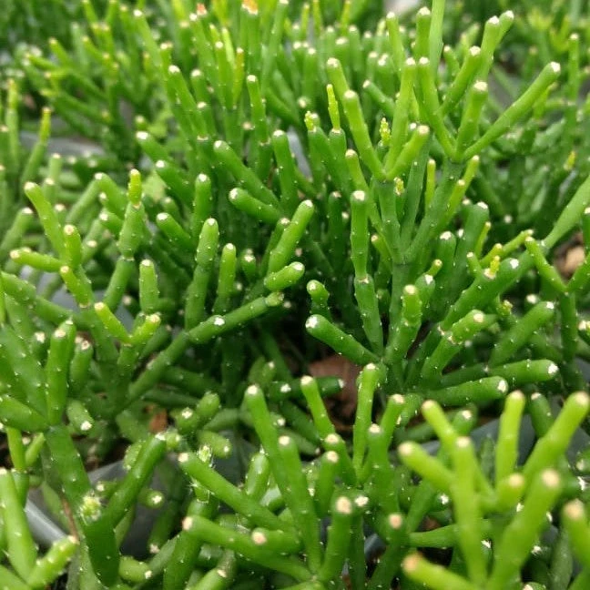 Hatiora Salicornioides Dancing Bones Succulent Plant 1 Hatiora Salicornioides Dancing Bones Succulent Plant