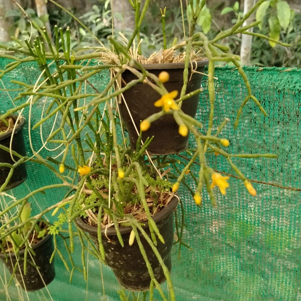 Hatiora Salicornioides Dancing Bones Succulent Plant 3 Hatiora Salicornioides Dancing Bones Succulent Plant - Image 3