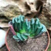 Haworthia Truncata Succulent Plant 2 Haworthia Truncata Succulent Plant -Cute Farms Shop haworthiaTruncata 1