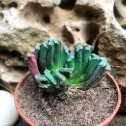 Haworthia Truncata Succulent Plant -Cute Farms Shop haworthiaTruncata 2
