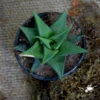 Haworthia Viscosa Succulent Plant -Cute Farms Shop haworthia viscosa 1