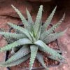 Haworthia Attenuata Var. Radula Succulent Plant -Cute Farms Shop haworthiaattenuatavar.radula 2