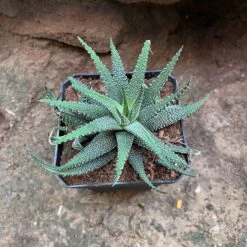 Haworthia Attenuata Var. Radula Succulent Plant -Cute Farms Shop haworthiaattenuatavar.radula