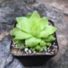 Haworthia Cymbiformis Xantha Gold Succulent Plant 2 Haworthia Cymbiformis Xantha Gold Succulent Plant -Cute Farms Shop haworthiacymbiformisyellow 1