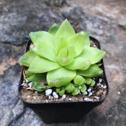 Haworthia Cymbiformis Xantha Gold Succulent Plant