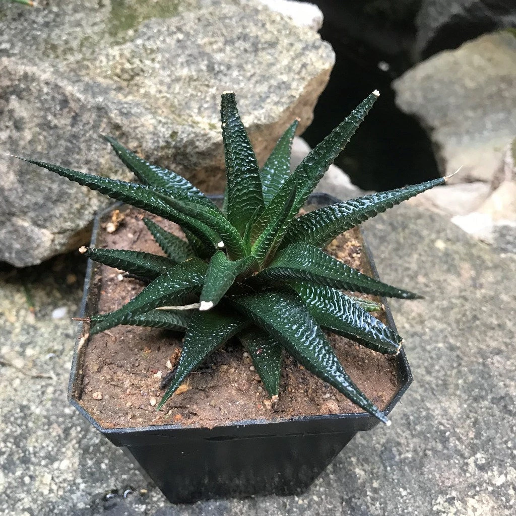 Haworthia Limifolia V Keithii Succulent Plant 2 Haworthia Limifolia V Keithii Succulent Plant - Image 2