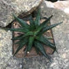 Haworthia Limifolia V Keithii Succulent Plant -Cute Farms Shop haworthialimifoliavkeithii 2