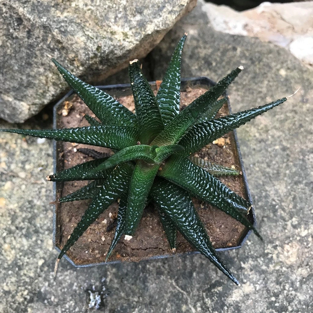 Haworthia Limifolia V Keithii Succulent Plant 1 Haworthia Limifolia V Keithii Succulent Plant