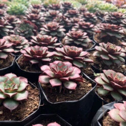 Echeveria Korean Hybrid Succulent Plant -Cute Farms Shop kOREANhYBRID