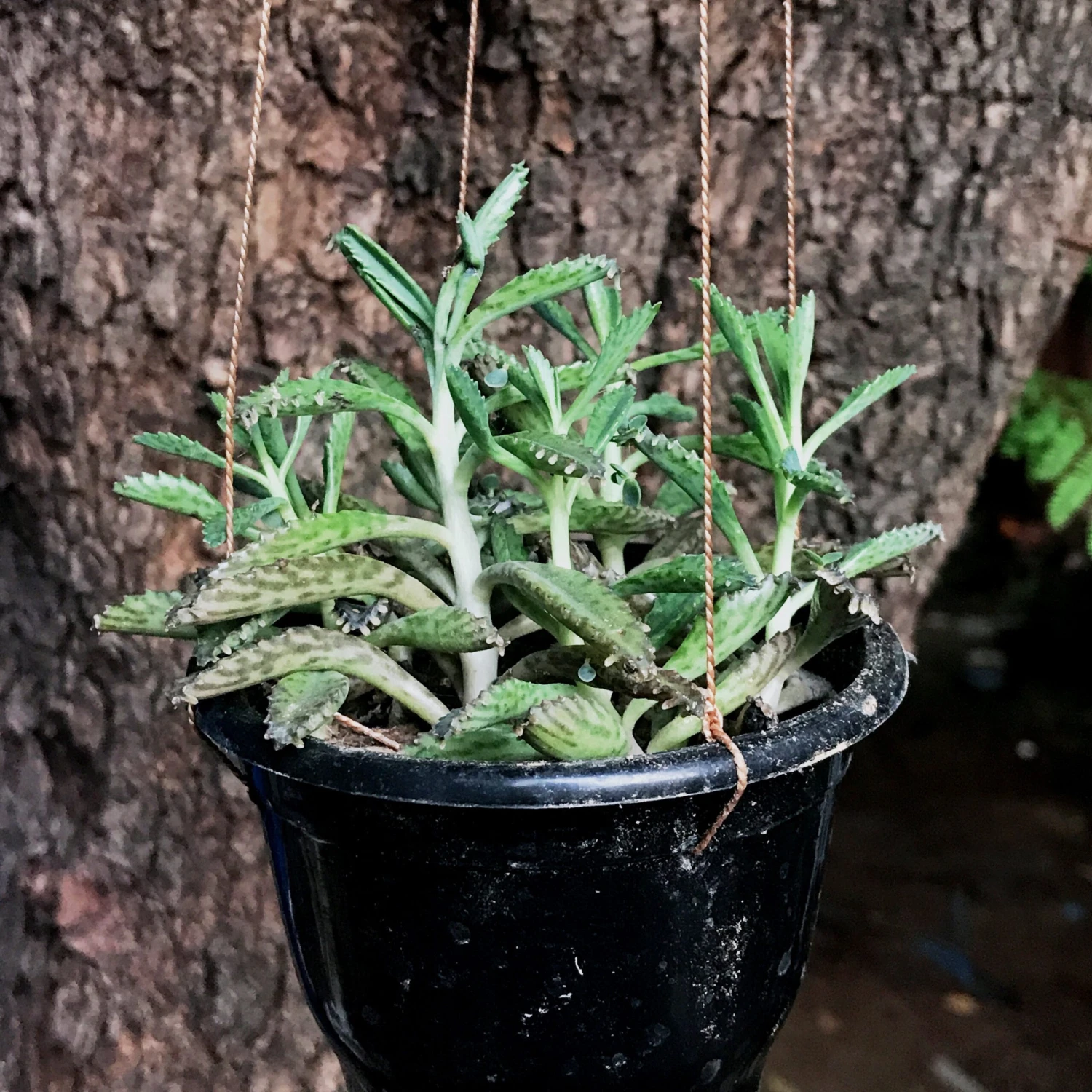 Kalanchoe Daigremontiana Succulent Plant 1 Kalanchoe Daigremontiana Succulent Plant