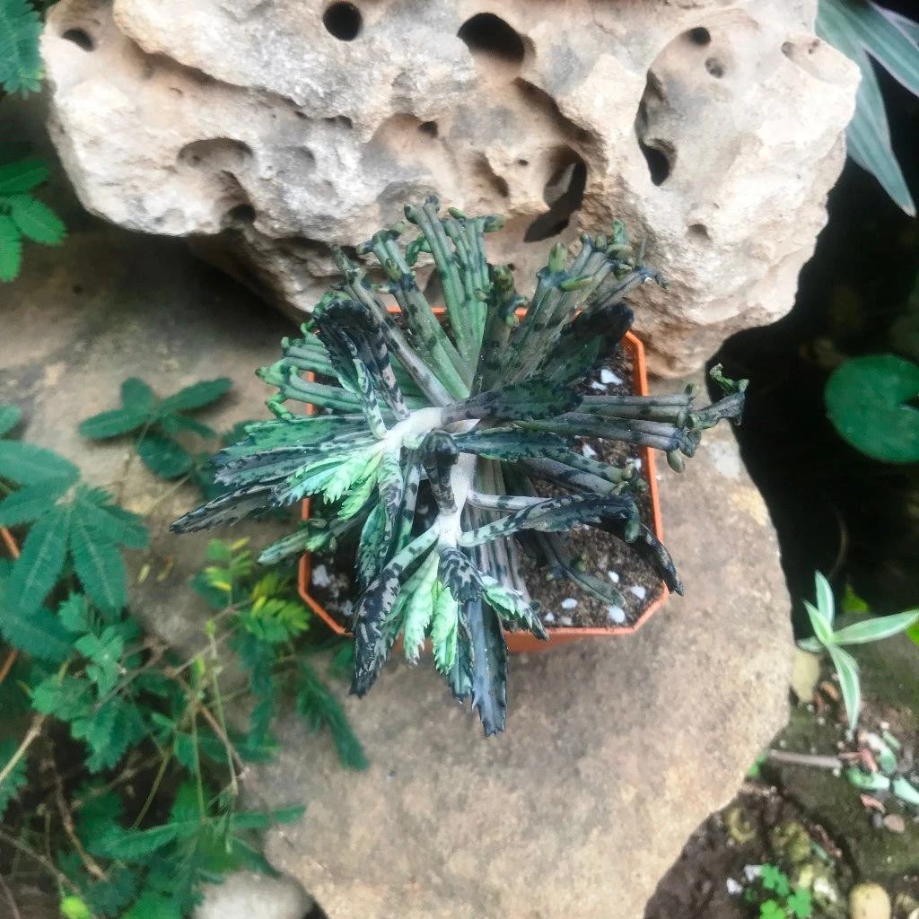 Kalanchoe Tubiflora Monstrose Succulent Plant 2 Kalanchoe Tubiflora Monstrose Succulent Plant - Image 2