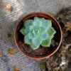 Sedeveria Green Rose Succulent Plant -Cute Farms Shop sedeveria green rose 1