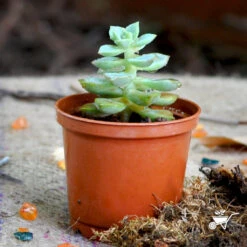 Sedeveria Green Rose Succulent Plant -Cute Farms Shop sedeveria green rose 2