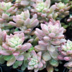 Sedeveria Pink Granite Succulent Plant -Cute Farms Shop sedeveria pink granite
