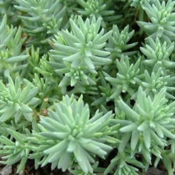 Sedum Reflexum Blue Spruce Succulent Plant -Cute Farms Shop sedum Reflexum bluespruce 1