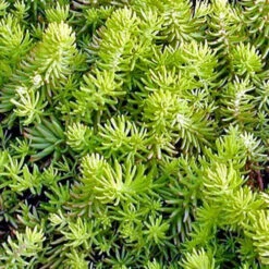 Sedum Reflexum Rocky Stonecropx Succulent Plant -Cute Farms Shop sedum reflexum angelina