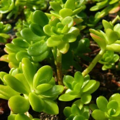 Sedum Confusum Green Succulent Plant -Cute Farms Shop sedum confusum1