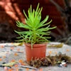 Sedum Reflexum Rocky Stonecropx Succulent Plant -Cute Farms Shop sedum reflexa 1