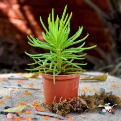 Sedum Reflexum Rocky Stonecropx Succulent Plant