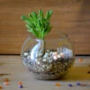 The Grimy Gollum Terrarium Kit -Cute Farms Shop the grimy gollum 1