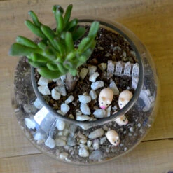 The Grimy Gollum Terrarium Kit -Cute Farms Shop the grimy gollum 3
