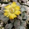 Titanopsis Calcarea Succulent Plant -Cute Farms Shop titanopsiscalcareaflower