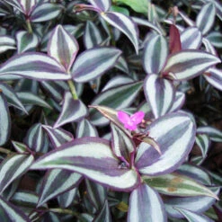 Tradescantia Zebrina Succulent Plant
